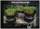 Black Cauldrons Potjie Pots Halloween Table Decorations Gifts Favours  Favors